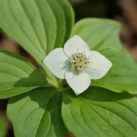 10 Canadian Flowers To Admire And Their Symbolic Meanings