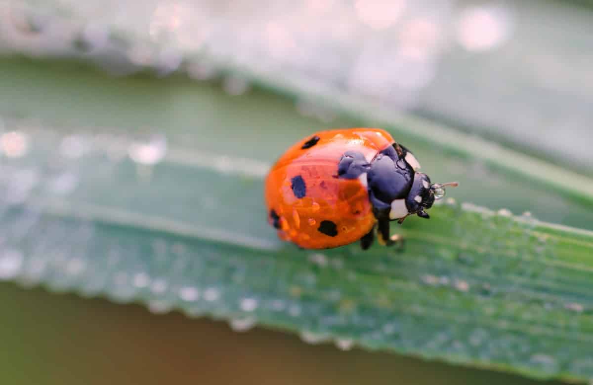 10+ Differences Between Asian Lady Beetles And Ladybugs: Unveiling The Secrets