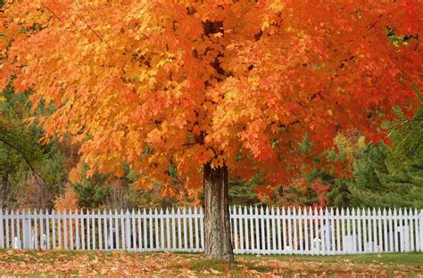 10 Maple Tree Leaf Care Secrets For A Vibrant Fall Display