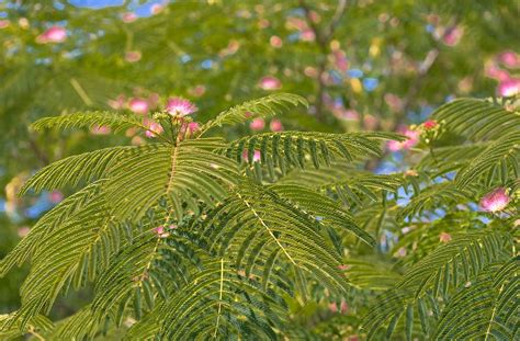 10 Secrets To Growing A Healthy Albizia Julibrissin Silk Tree