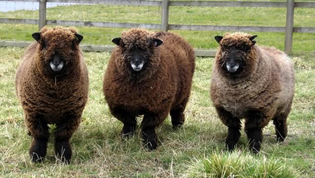 10 Sheep Ewes: Expert Guide To Selecting The Perfect Flock