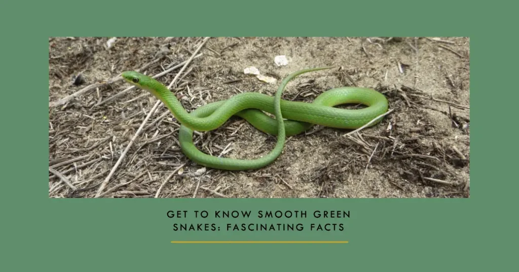 10 Smooth Green Snake Facts: Unveiling Nature's Stealthy Beauty