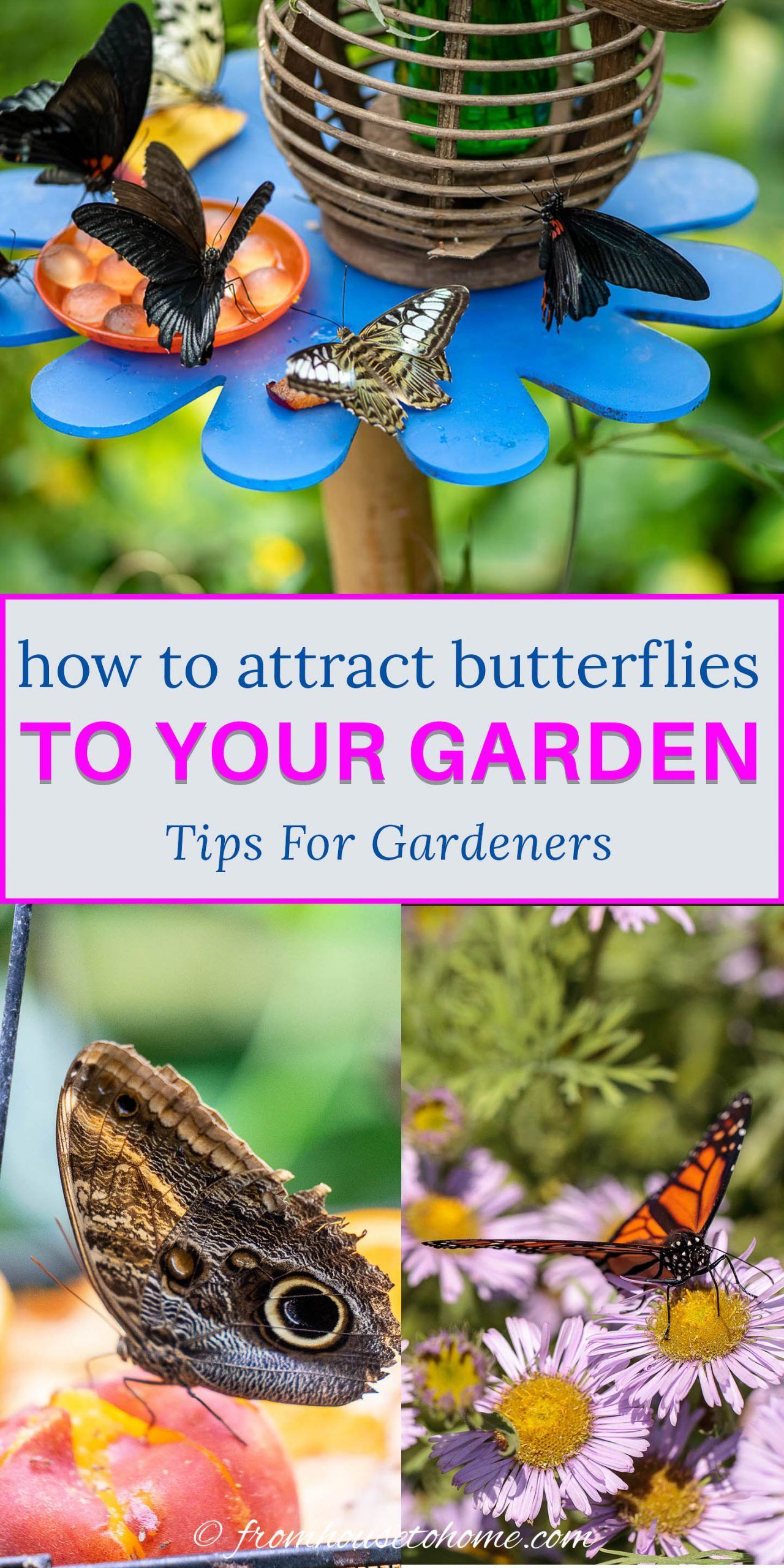 10 Tips To Attract Butterflies And Transform Your Garden