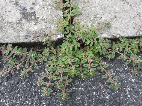 10 Tips To Effectively Control Spurge Weeds With Minimal Effort