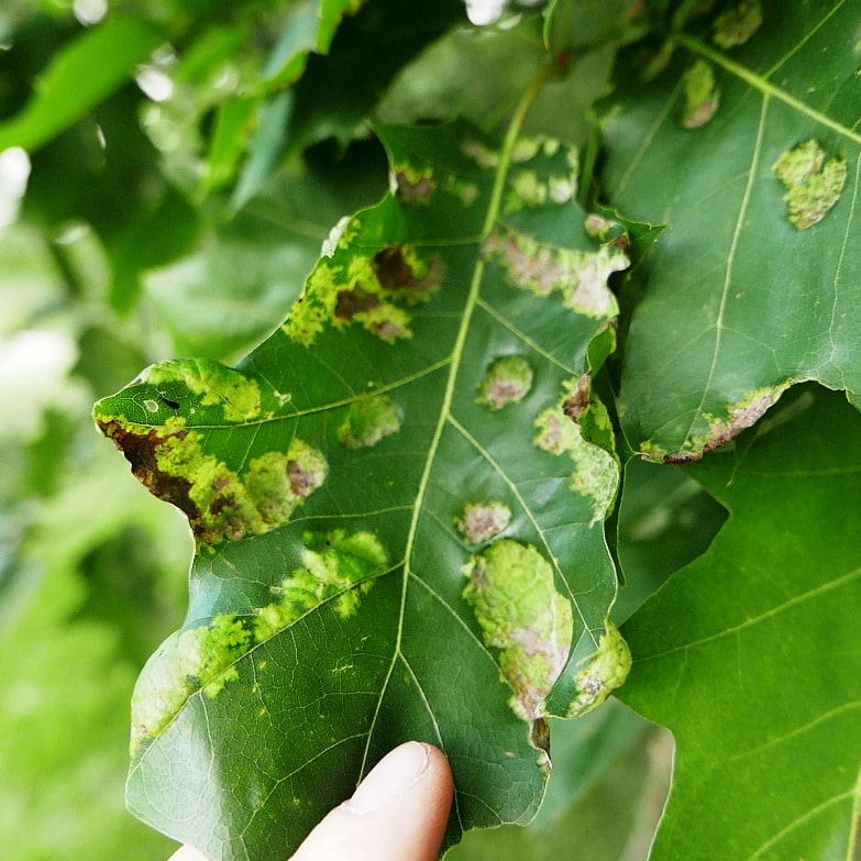 10 Tips To Identify And Treat Oak White Leaf Disease