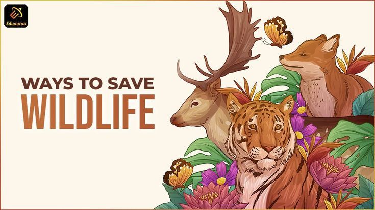 10 Ways To Become A Wildlife Conservation Leader