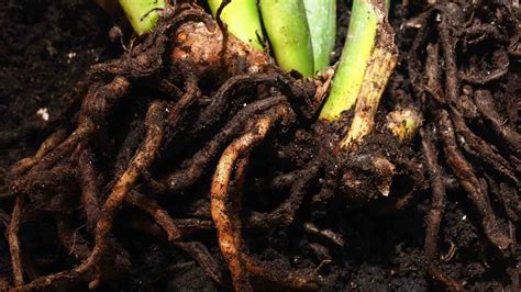 10 Ways To Combat Root Rot And Save Your Plants