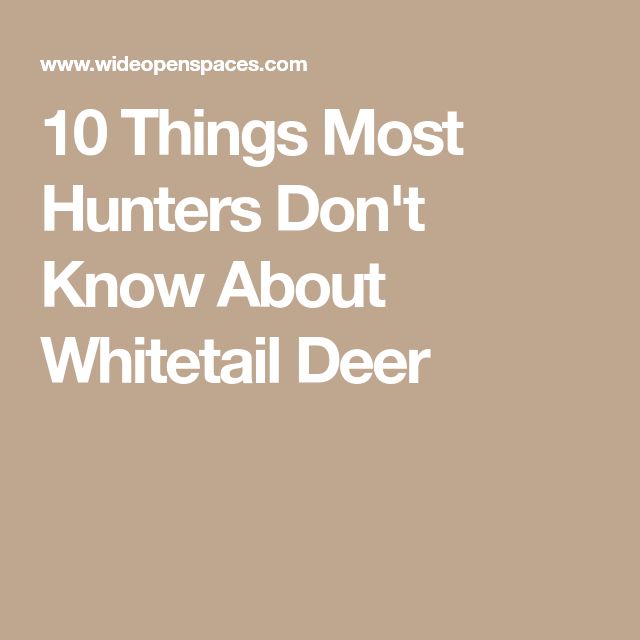 10 Whitetail Deer Facts That Hunters Really Need To Know Whitetail