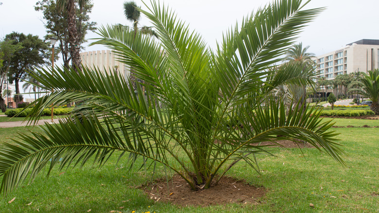 11 Types Of Palm Trees In Florida