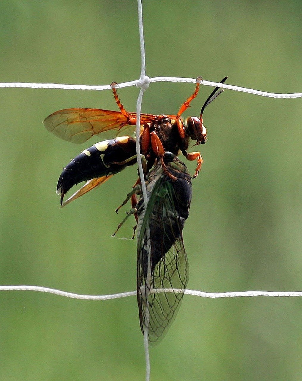 12 Blueblack Wasp Facts To Help You Understand Their Behavior