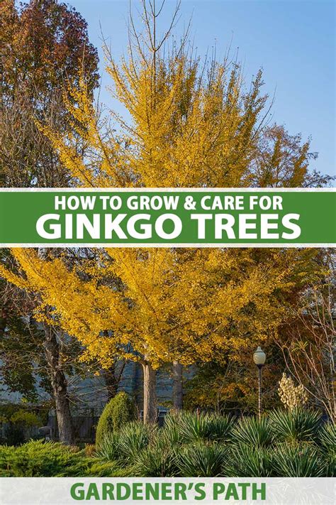 12 Ginkgo Biloba Tree Care Hacks For A Healthy Garden