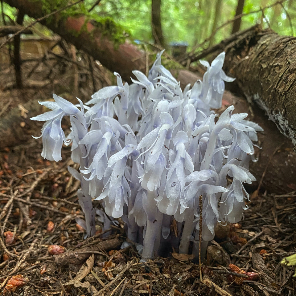 13 Ghost Pipes Plant Hsiauhumeara