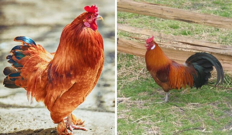 14 Gorgeous Red Chicken Breeds Farmhouse Guide