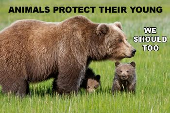 17 Animals That Protect Their Family And Young Ones