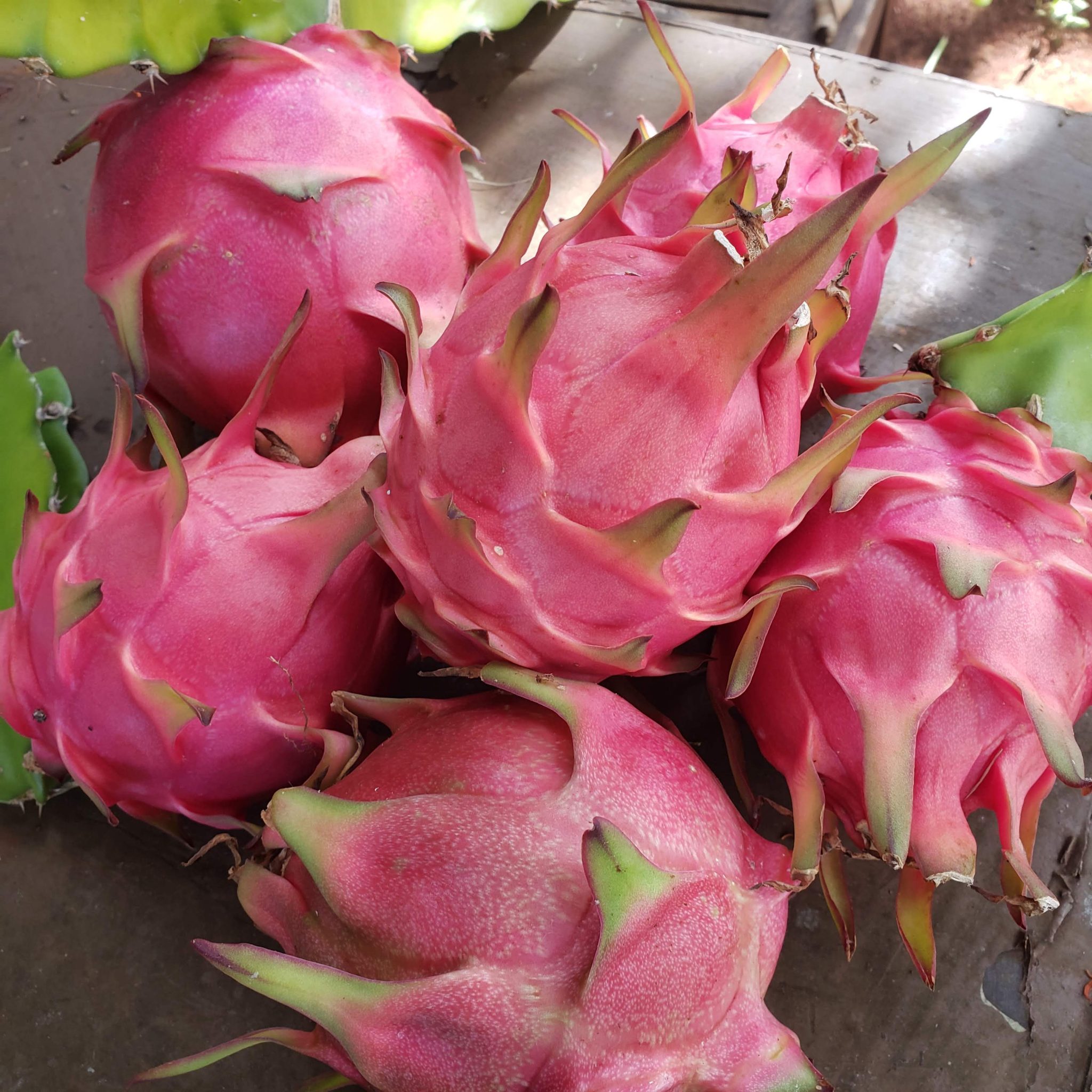 30 Fascinating Facts About Dragon Fruit Mindfulness Memories