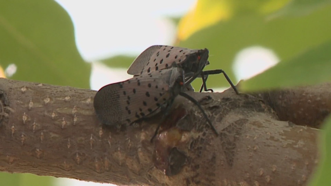 4 Ne Ohio Counties Quarantined As Spotted Lanternflies Spread Wkyc Com