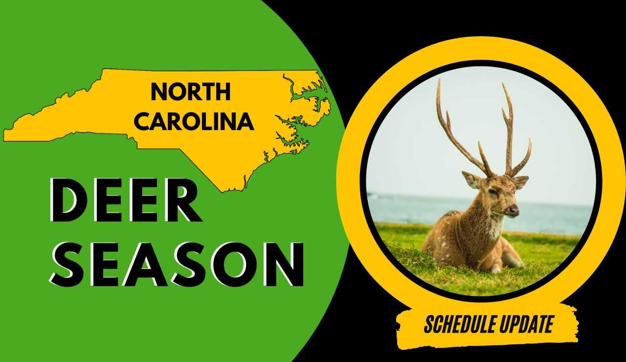 5 Essential North Carolina Deer Season Safety Tips