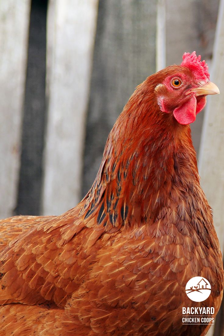 5 Reasons To Love New Hampshire Chickens