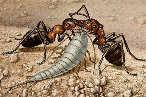 9 Eons Of Evolutionary History 10 Traits That Make Insects Survivors