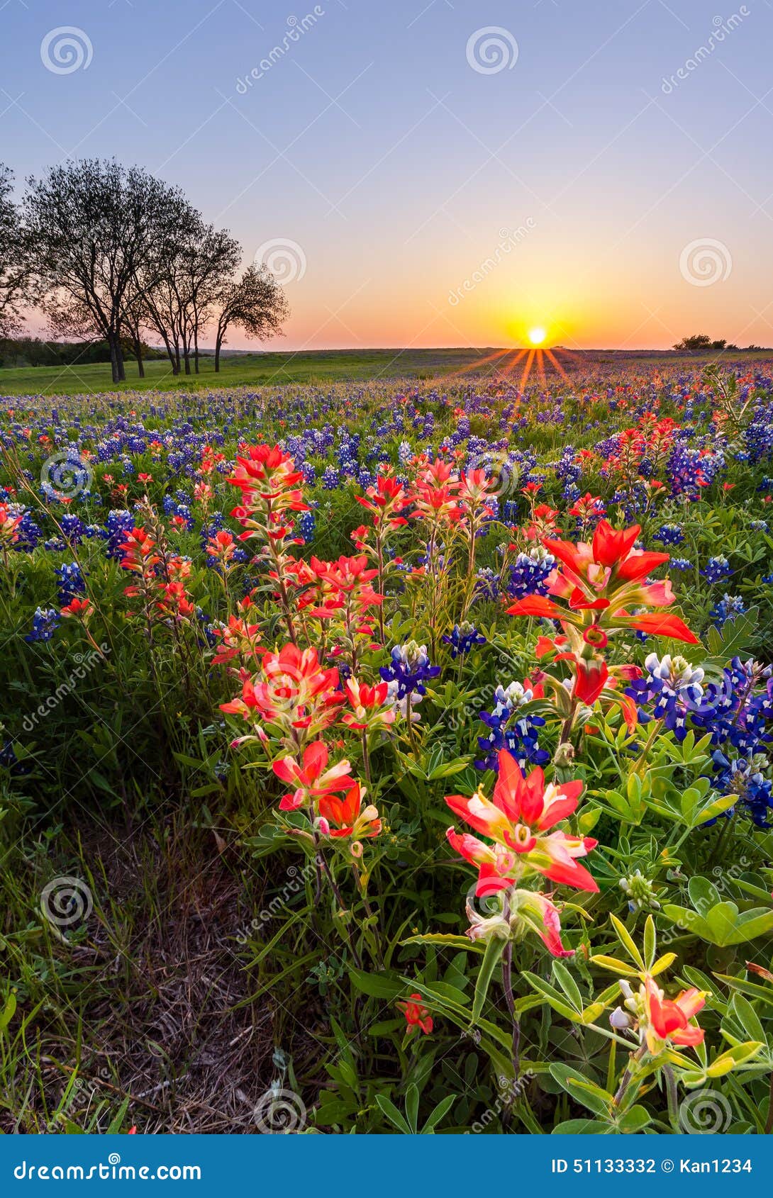 A Field Of Bluebonnet And Indian Paintbrush Wildflower Field In Texas