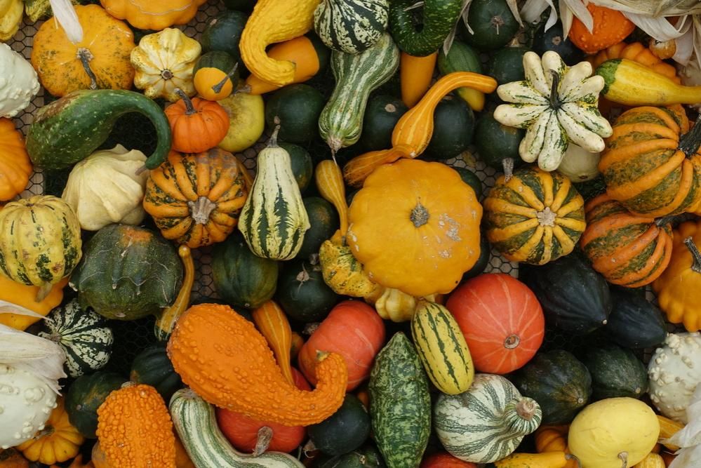 A Handy Guide To Pumpkins And Squash Kikkoman Uk Pumpkin Squash