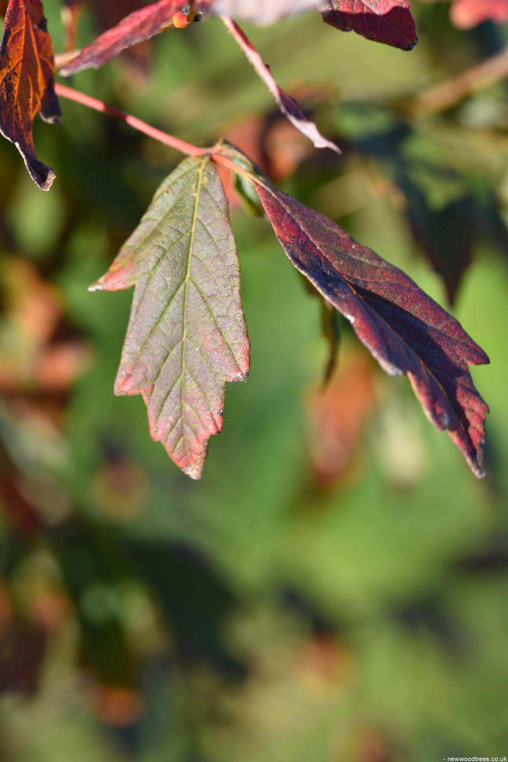 Acer Ginnala Amur Maple Deepdale Trees