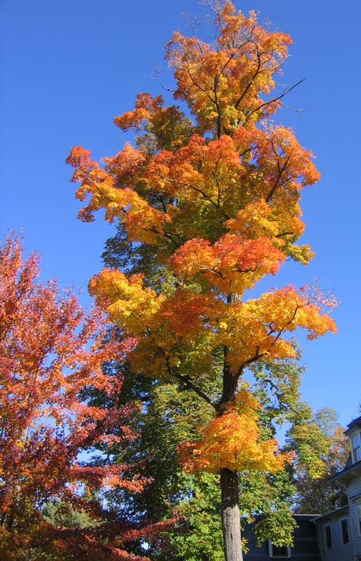 Acer Saccharum Tree