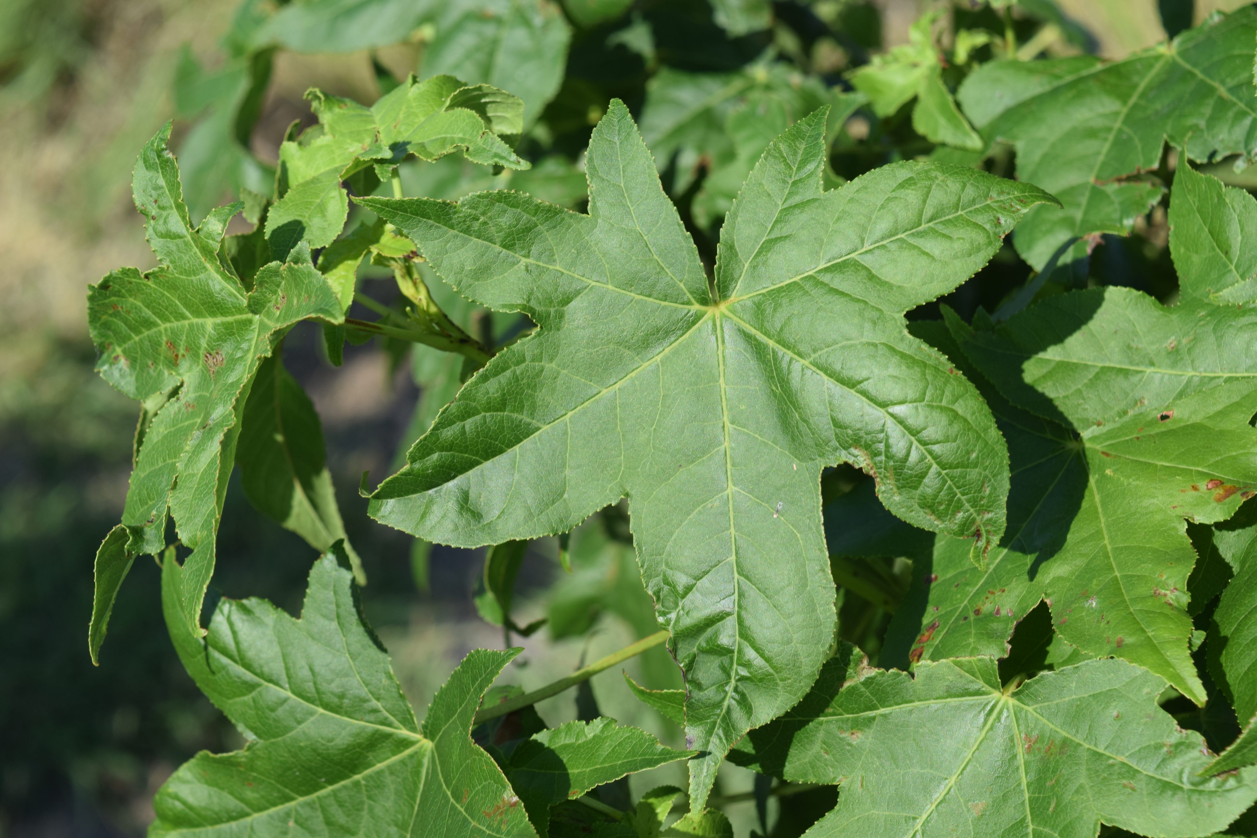 American Sweetgum Tree