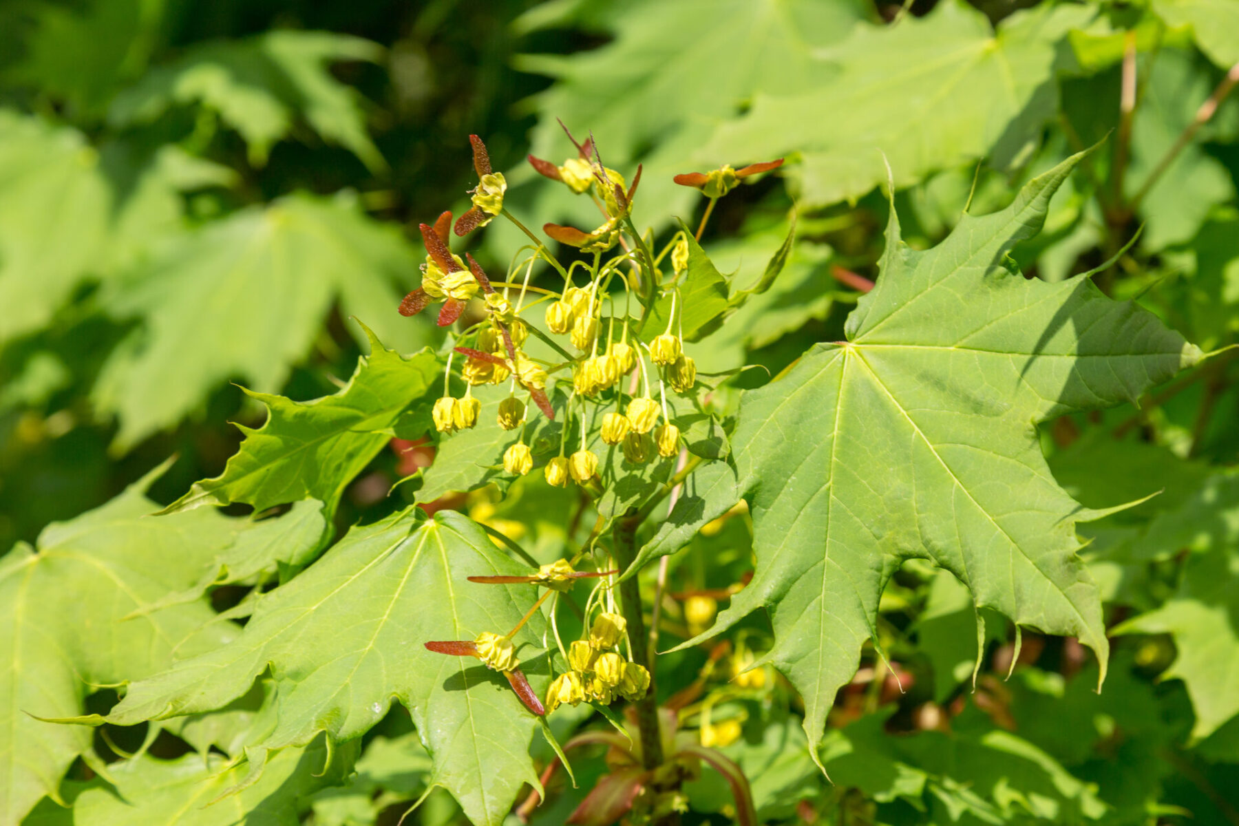 Amur Maple Acer Ginnala Deciduous Trees Cold Stream Farm