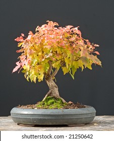 Amur Maple Bonsai Vibrant Fall Colors In Miniature