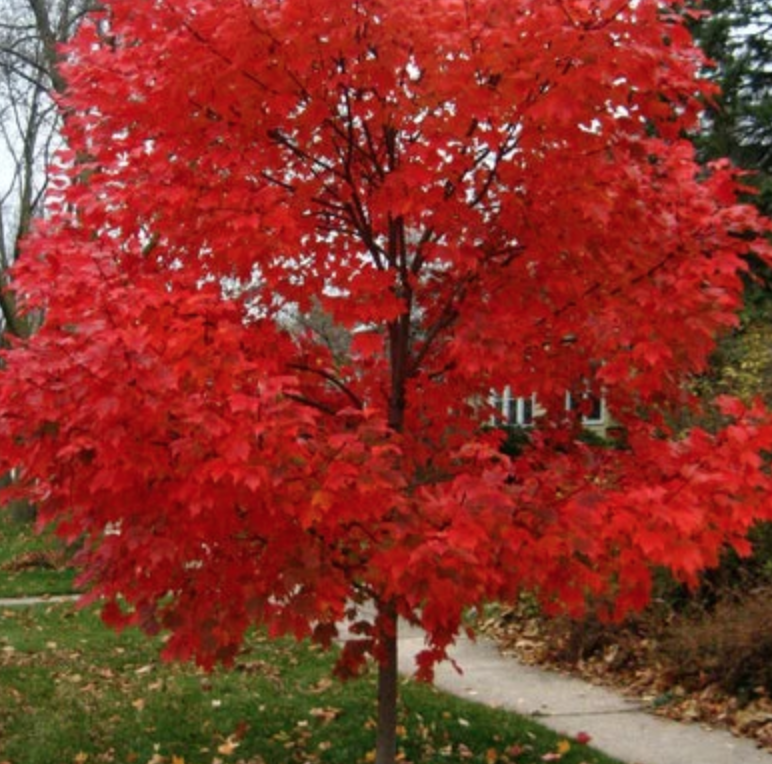 Amur River Maple