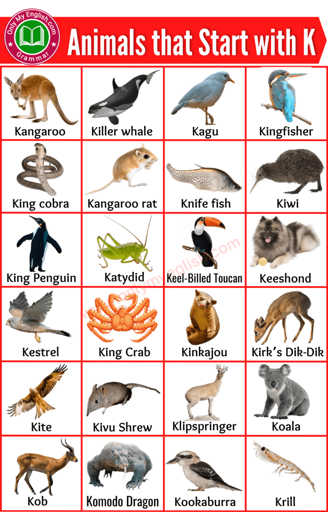 Animals Starting With A K