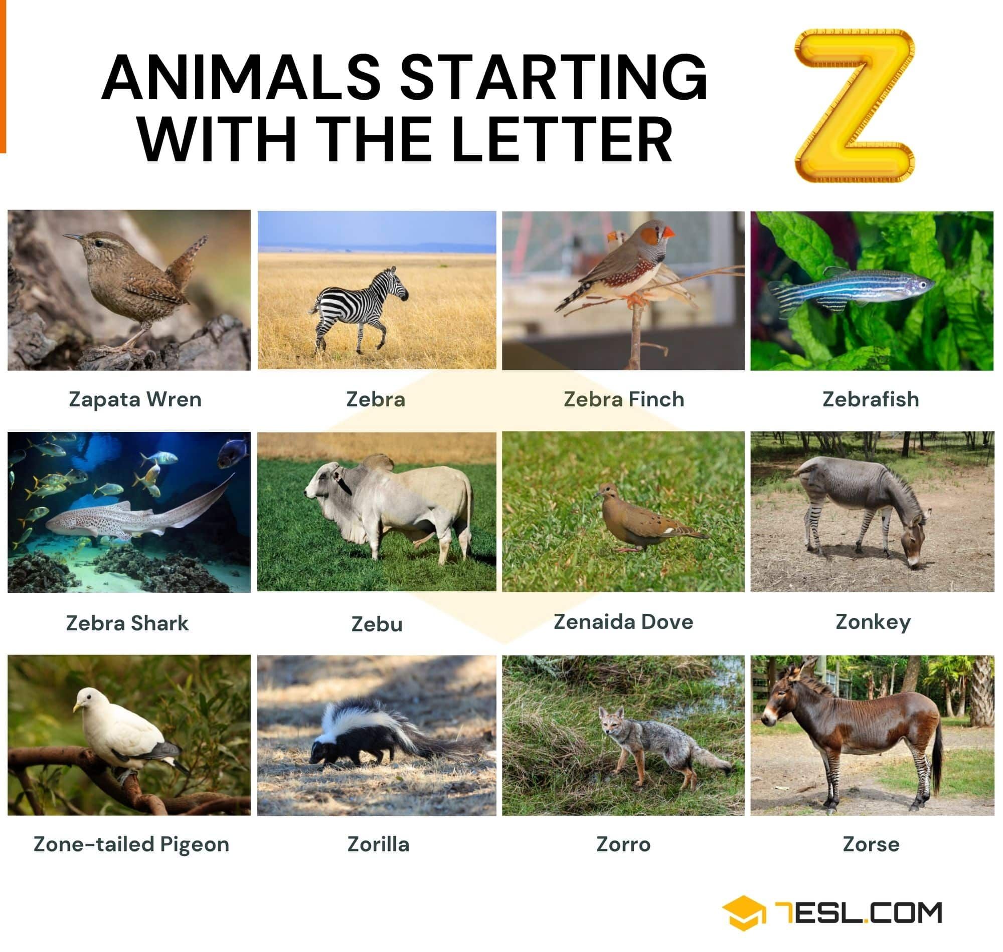 Animals That Start A