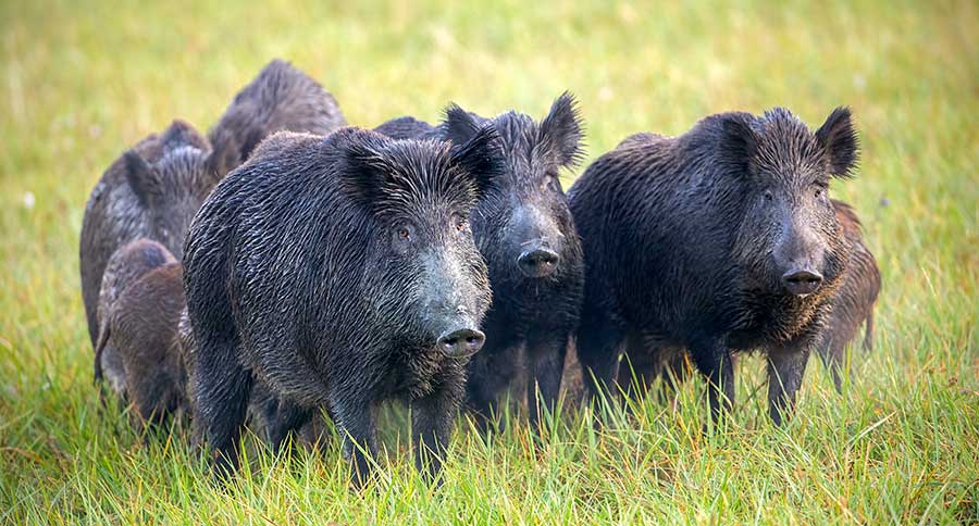 Are Feral Hogs Dangerous Threats Posed By The Invasive Species