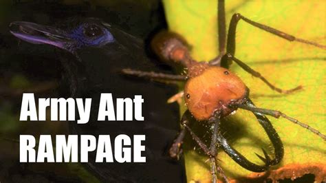 Army Ant Swarm Rampage Ecology And Biology Of The World S Most