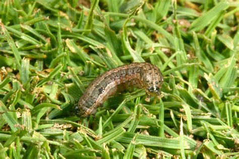 Army Worm