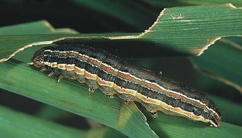 Army Worms In Lawn Areas And How Do You Control Them Lawn Green Lawn