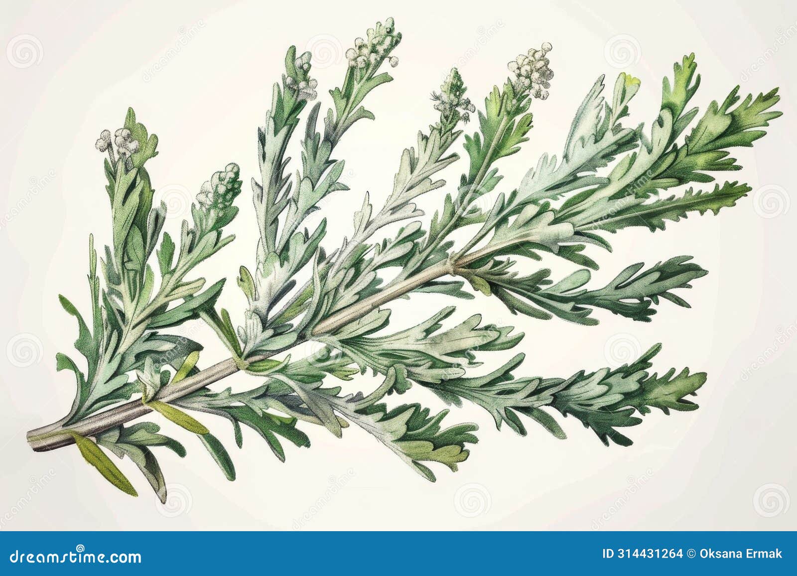 Artemisia Absinth Artemisia Mugwort Wormwood North Carolina