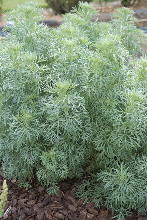 Artemisia Absinthium Wormwood Rhs Gardening