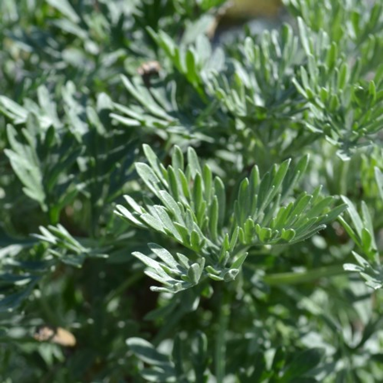 Artemisia Wormwood Plant