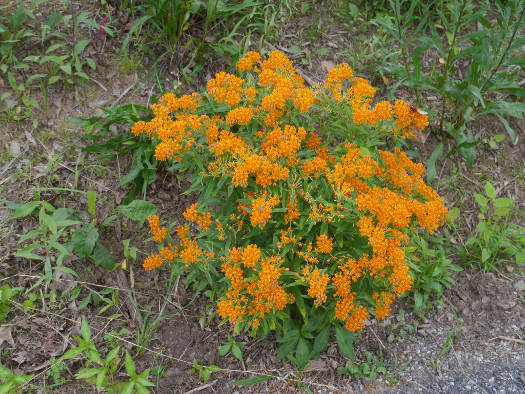 Asclepias Tuberosa: A Guide To Growing The Vibrant Butterfly Weed