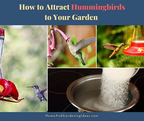 Attract Hummingbirds: A Comprehensive Guide To Your Garden's New Visitors