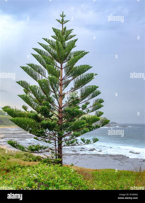 Australian Pine Trees