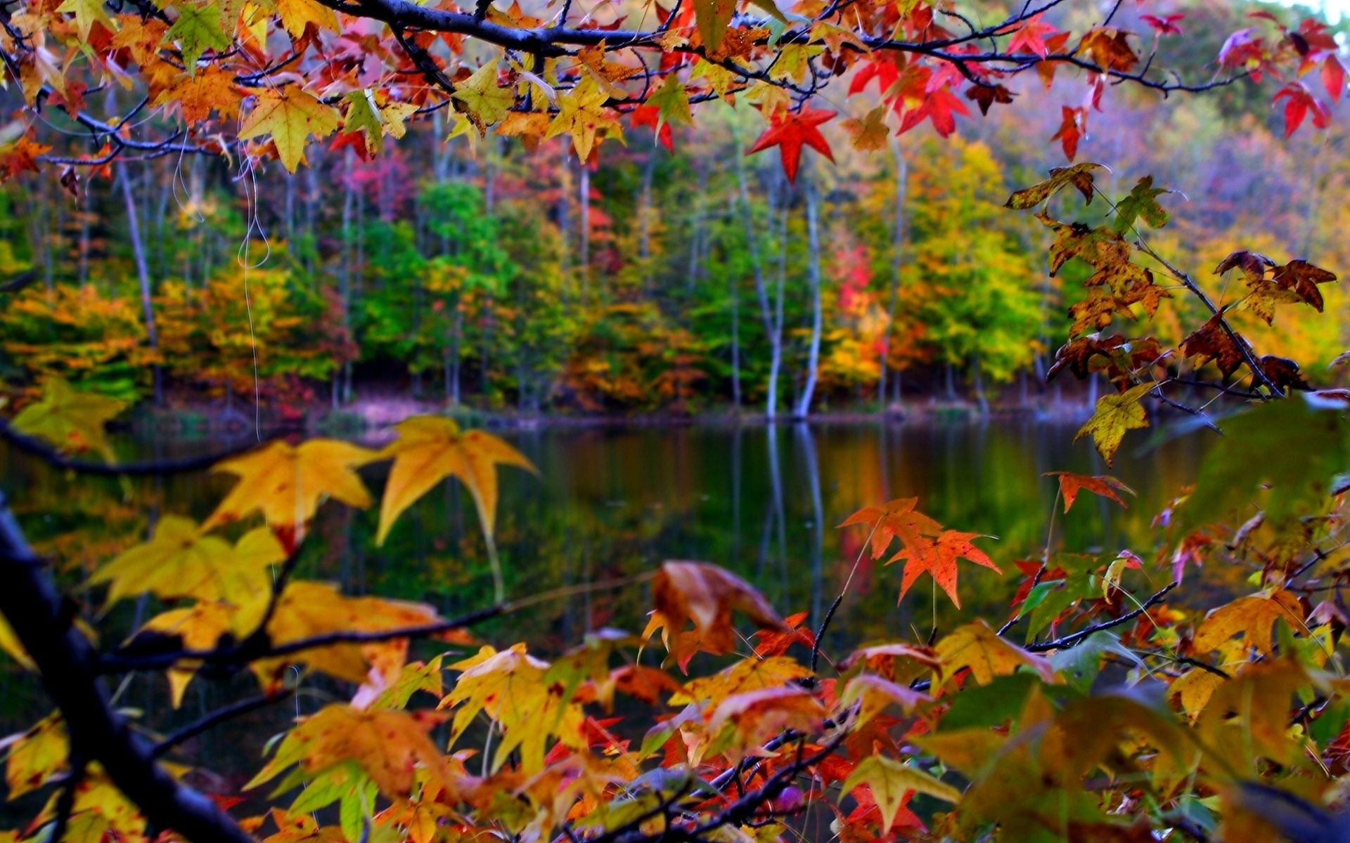 Autumn Forest Canada