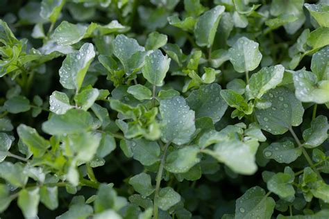 B W Quality Growers Reviews The Benefits Of Watercress The Cdc S Most