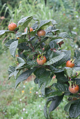 Balkan Ecology Project Dig The Fig The Essential Guide To Probably