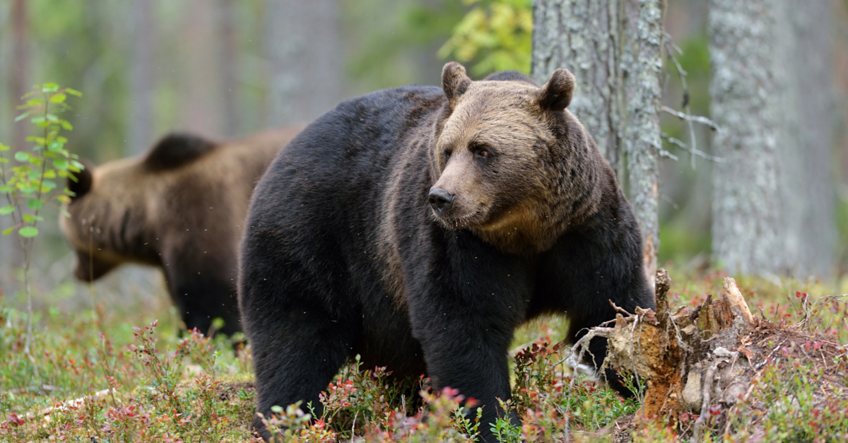 Be Bear Aware With These Tips To Avoid And Survive A Bear Encounter