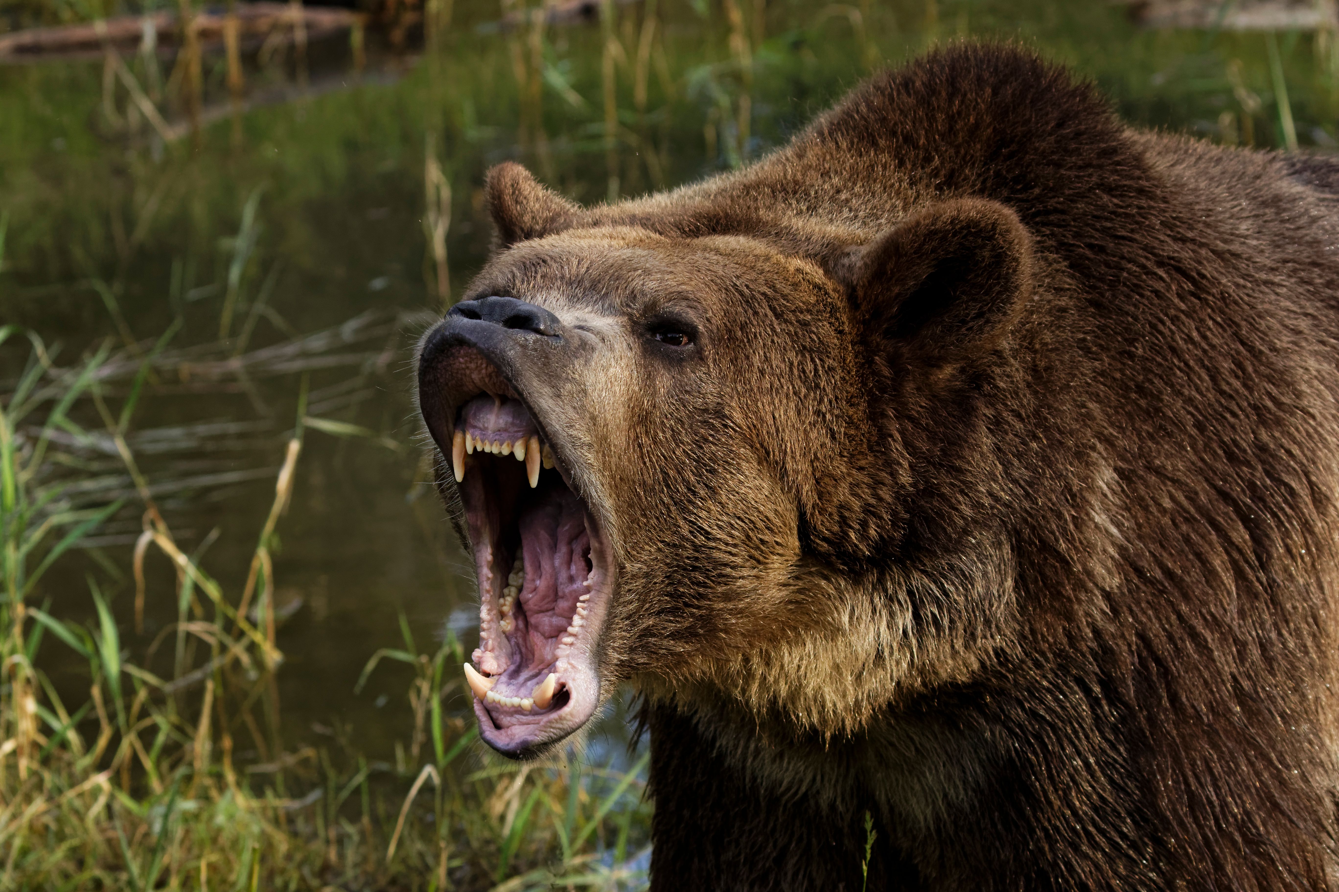 Bear Spray: Protect Yourself And Wildlife Nearby