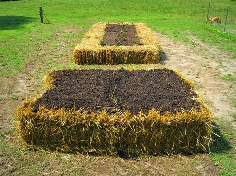 Been Gardening Bin Gardening H Gelkultur And Straw Bale Gardening