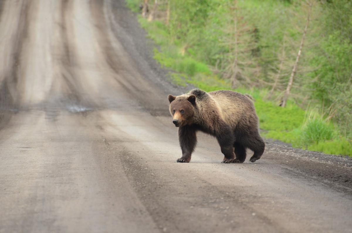 Best Bear Spray To Keep You Safe During A Bear Encounter America S